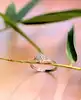bague solitaire ornée d'un motif serti de 7 diamants  or 750 millième (18 ct) 2,54g