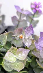 bague fine en or blanc centrée d'un saphir orange or 750 millième (18 ct) 0,79g