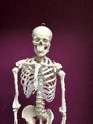 reproduction skelette humain ech 1/1 en plastique