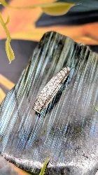 pendentif or blanc orné de 2 lignes de diamants or 750 millième (18 ct) 2,21g