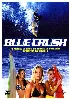 dvd blue crush