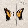 cd brand new eyes