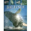 livre baleines (a la découverte des