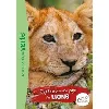 livre wild immersion tome 1 - expédition au pays des lions
