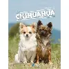 livre le chihuahua