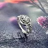 bague pandora argent scintillante élégante moments  argent 925 millième (22 ct) 3,02g
