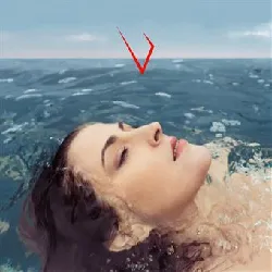 vinyle source canine