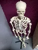reproduction skelette humain ech 1/1 en plastique
