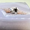 pandora charm argent pond avce zircon bleu  argent 925 millième (22 ct) 3,42g